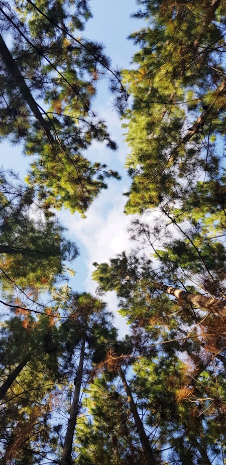 Conifer, Fir, Land, Nature, Outdoors, Plant, Tree, Tree Trunk, Vegetation, Woodland
